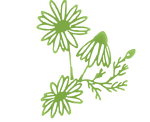 Flowers Image